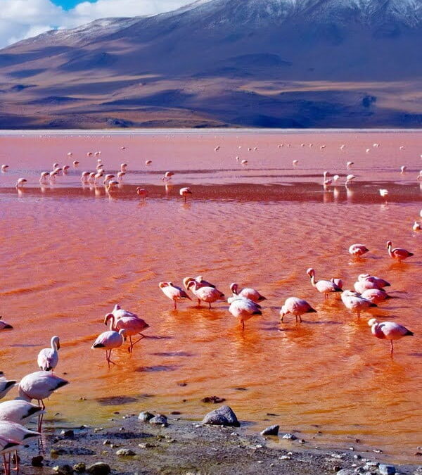 SALT FLATS Premium Tour – 3 days / 2 nights