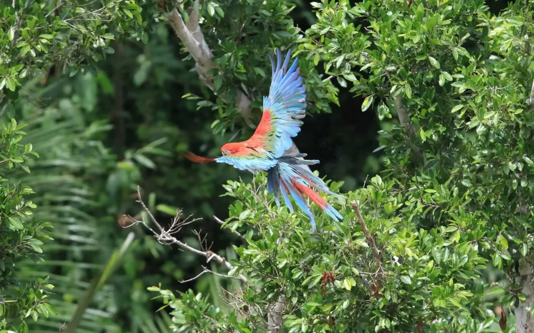 Jungle (3 Days)